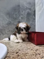 Mia , a female Shih Tzu for sale in Lehigh Acres, FL – 8 of 10