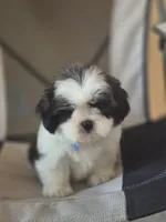 Leo, a male Shih Tzu for sale in Fort Myers, FL – 10 of 10