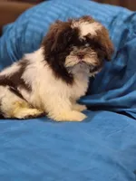 Leo, a male Shih Tzu for sale in Fort Myers, FL – 3 of 9