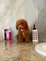 Betty, a female Poodle - Miniature  for sale in Fort Myers, FL – 6 of 10