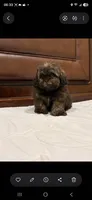 Mia , a female Shih Tzu for sale in Lehigh Acres, FL – 8 of 9