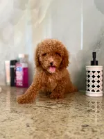 Betty, a female Poodle - Miniature  for sale in Fort Myers, FL – 7 of 10