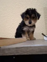 Mia , a female Morkie for sale in Lehigh Acres, FL – 6 of 9
