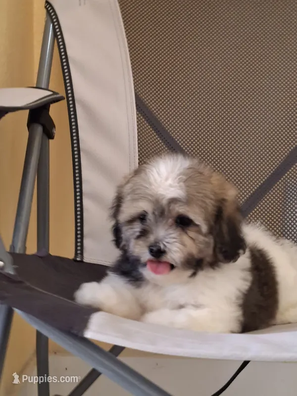 Princess – Shihpoo puppy for sale in Lehigh Acres, FL