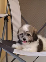 Princess, a female Shihpoo for sale in Lehigh Acres, FL – 1 of 10