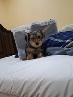 Champion, a male Yorkshire Terrier for sale in Lehigh Acres, FL – 2 of 8
