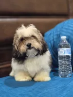 Champion, a male Shihpoo for sale in Fort Myers, FL – 5 of 9