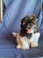 Apolo, a male Shih Tzu for sale in Lehigh Acres, FL – 7 of 8