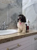 Mia, a female Shih Tzu for sale in Fort Myers, FL – 4 of 10