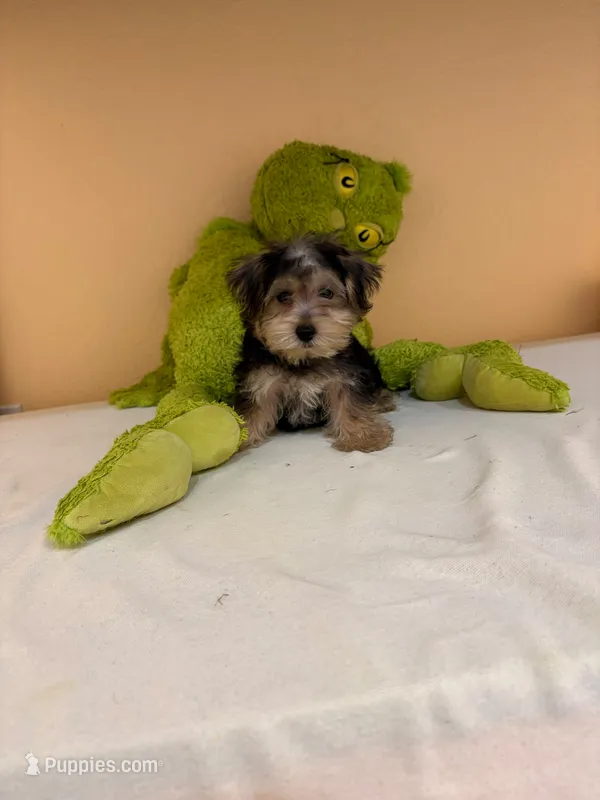Boby – Morkie puppy for sale in Fort Myers, FL