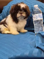 Leo, a male Shih Tzu for sale in Fort Myers, FL – 9 of 9