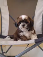 Leo, a male Shih Tzu for sale in Lehigh Acres, FL – 5 of 9