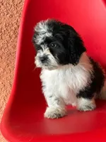 Lyla, a female Cavapoo for sale in Fort Myers, FL – 8 of 10