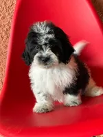 Lyla, a female Cavapoo for sale in Fort Myers, FL – 7 of 10