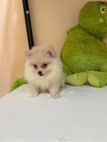 Max, a male Pomeranian for sale in Fort Myers, FL – 8 of 10