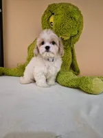 Leo, a male Cavapoo for sale in Fort Myers, FL – 3 of 10