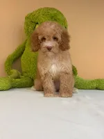 Lola , a female Miniature Goldendoodle for sale in Fort Myers, FL – 8 of 9