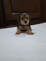 Luna, a female Yorkshire Terrier for sale in Fort Myers, FL – 6 of 9