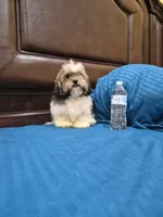 Champion, a male Shihpoo for sale in Fort Myers, FL – 2 of 9