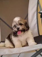 Luna , a female Shihpoo for sale in Lehigh Acres, FL – 2 of 8