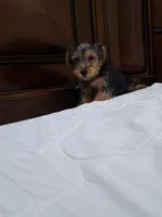Luna, a female Yorkshire Terrier for sale in Fort Myers, FL – 7 of 9