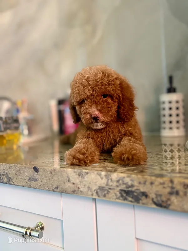 Betty – Poodle - Miniature  puppy for sale in Fort Myers, FL