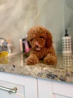 Betty, a female Poodle - Miniature  for sale in Fort Myers, FL – 1 of 10