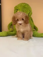 Lola , a female Miniature Goldendoodle for sale in Fort Myers, FL – 3 of 9
