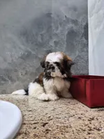 Mia , a female Shih Tzu for sale in Lehigh Acres, FL – 7 of 10