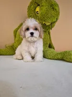 Leo, a male Cavapoo for sale in Fort Myers, FL – 8 of 10