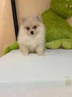 Max, a male Pomeranian for sale in Fort Myers, FL – 5 of 10
