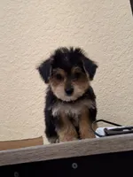 Mia , a female Morkie for sale in Lehigh Acres, FL – 9 of 9