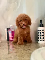 Betty, a female Poodle - Miniature  for sale in Fort Myers, FL – 3 of 10