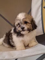 Luna , a female Shihpoo for sale in Lehigh Acres, FL – 7 of 8