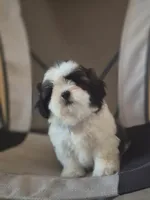 Leo, a male Shih Tzu for sale in Fort Myers, FL – 3 of 10