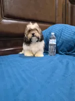 Champion, a male Shihpoo for sale in Fort Myers, FL – 6 of 9