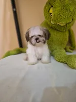 Snoppy, a male Shih Tzu for sale in Fort Myers, FL – 6 of 10