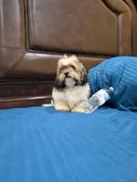 Champion, a male Shihpoo for sale in Fort Myers, FL – 7 of 9