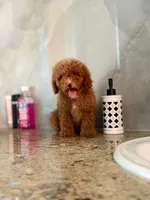 Betty, a female Poodle - Miniature  for sale in Fort Myers, FL – 10 of 10