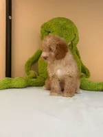 Lola , a female Miniature Goldendoodle for sale in Fort Myers, FL – 5 of 9