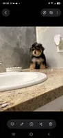 Snoppy, a male Morkie for sale in Lehigh Acres, FL – 10 of 10