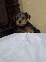 Champion, a male Yorkshire Terrier for sale in Lehigh Acres, FL – 4 of 8