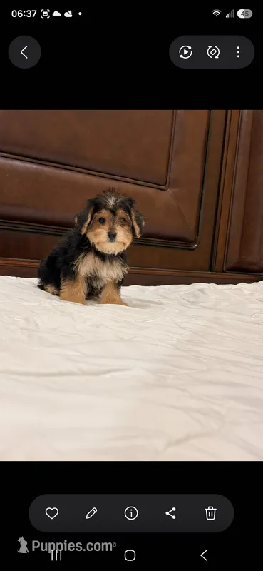 Snoppy – Morkie puppy for sale in Lehigh Acres, FL