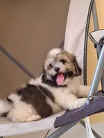 Luna , a female Shihpoo for sale in Lehigh Acres, FL – 5 of 8