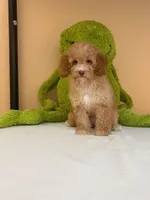 Lola , a female Miniature Goldendoodle for sale in Fort Myers, FL – 7 of 9