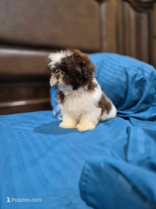 Leo – Shih Tzu puppy for sale in Fort Myers, FL