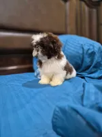 Leo, a male Shih Tzu for sale in Fort Myers, FL – 1 of 9