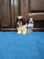 Leo, a male Shih Tzu for sale in Fort Myers, FL – 5 of 9