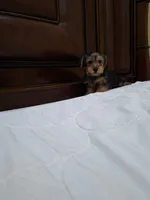 Luna, a female Yorkshire Terrier for sale in Fort Myers, FL – 5 of 9