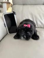 Dell, a female Maltese and Morkie for sale in Orlando, FL – 4 of 6